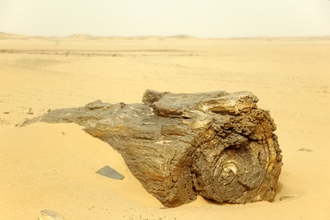 http://www.transafrika.org/media/Sudan/fossiles holz.jpg